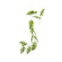 Artificial Asparagus Fern garland FAYNA, 5ft/150cm