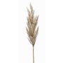 Artificial pampas grass panicle BATERNO, with panicle, cream, 3ft/90cm