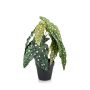 Artificial trout begonia JOELLE, green-white, 12"/30cm