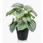 Artificial baby rubberplant KEPANO, green-white, 10"/25cm