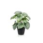 Artificial baby rubberplant KEPANO, green-white, 10"/25cm