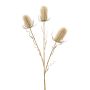 Plastic wild teasel TUDANCA, beige, 28"/70cm