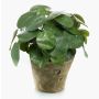 Artificial Chinese money plant SYBIL in terracotta pot, green, 9"/22cm