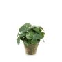 Artificial Chinese money plant SYBIL in terracotta pot, green, 9"/22cm