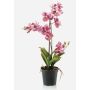 Artificial orchid Vanda flower CAMPO, light pink-pink, 24"/60cm