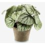 Artificial painted-leaf begonia MEIRA in terracotta pot, bushy, green-grey, 10"/25cm