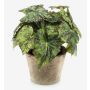 Artificial painted leaf begonia MEIRA in terracotta pot, bushy, green-black, 10"/25cm