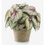Artificial painted-leaf begonia MEIRA in terracotta pot, bushy, green-light pink, 10"/25cm
