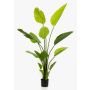 Artificial Strelitzia BEDAR, green, 5ft/150cm