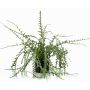 Plastic Fishbone cactus BERJA, green, 20"/50cm