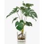 Fake Philodendron Monstera Deliciosa PAVONIS in glass pot, 16"/40 cm