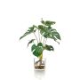 Fake Philodendron Monstera Deliciosa PAVONIS in glass pot, 16"/40 cm