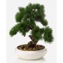 Artificial bonsai pine MIRSANDA in bonsai bowl, 14"/35cm