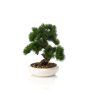 Artificial bonsai pine MIRSANDA in bonsai bowl, 14"/35cm