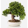 Artificial bonsai larch MIRSANDA in bonsai bowl, 14"/35cm