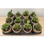 Artificial succulent arrangement GLAVEN in a terracotta pot, 12 pieces, green, 12–13 cm