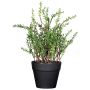 DURNAS decorative thyme in a decorative pot, green, 24cm