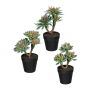 Artificial arrangement of succulents DRULKE in a decorative pot, 3 pieces, green-pink, 8.3"-9.1"/21-23cm
