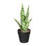 Artificial succulent Sanseveria ZORPS in decorative pot, roots, green-grey, 11"/27cm