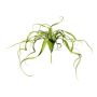 Artificial succulent Tillandsia streptophylla KRIFT, spike, green, 26"/65cm