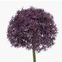 Artificial Allium PRAXEN, dark purple, 90cm