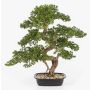 Artificial Bonsai Pine KANYA in a planter, 28"/70cm