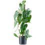 Artificial flamingo flower TROMLEN, aerial roots, green, 26"/65cm
