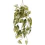 Decorative hanging plant: Syngonium hanging basket ZULHER in a basket, green-white, 31"/80cm