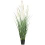 Decorative grass Pampas grass QUINAL in decorative pot, panicles, cream, 7ft/210cm