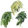 Hanging Artificial Plant Mix REFIS, Calathea Ornata, Adanson's Monstera, Caladium, 3 pieces, decorative pot, green-multicoloured, 12"/30cm, Ø8"/20cm