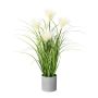 Decorative grass pampas grass VILMO in decorative pot, panicles, cream, 20"/50cm