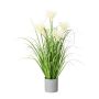 Decorative grass Pampas grass VILMO in decorative pot, panicles, cream, 26"/65cm