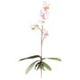 Artificial Phalaenopsis orchid MALZA, spike, roots, white-purple, 22"/55cm