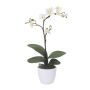 Artificial Phalaenopsis orchid MALZA, spike, roots, cream, 22"/55cm