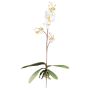 Artificial Phalaenopsis orchid MALZA, spike, roots, cream, 22"/55cm