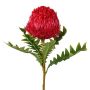 Decorative flower Banksia serrata PONGER, burgundy red, 28"/70cm