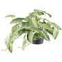 Artificial hanging plant Alocasia zebrina variegata KLUVY, green-cream, 16"/40cm