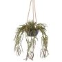 Decorative hanging plant Rhipsalis pilocarpa VEXORY, decorative pot, green, 31"/80cm