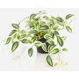 Artificial Tradescantia zebrina 'DIHALLO' in a decorative pot, green-white, 7.5"/19cm