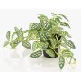 Artificial dwarf pepper plant MIHALLA in decorative pot, green-white, 7.5"/19cm