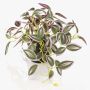 Artificial Tradescantia zebrina plant 'DIHALLO' in decorative pot, green-purple, 7.5"/19cm