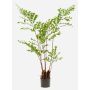 Plastic fish-tail palm JENKFAN, green, 5ft/140cm