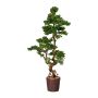 Decorative tree Larch bonsai WOME in magnesia pot, 5ft/155cm