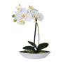 Artificial Phalaenopsis orchid ORWAN, decorative bowl, roots, white, 12"/30cm