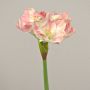 Plastic flower Amaryllis MIKUN, pink-white, 22"/55cm