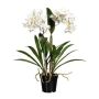 Decorative flower Dendrobium Sonia orchid FROLBER, roots, white, 24"/60cm