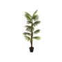 False palm tree Livistona rotundifolia GHADA, 5ft/155cm