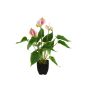 Artificial anthurium ISABELITA in a flower pot, pink-white-green, 16"/40cm