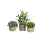False arrangement LAVADA made of boxwood, ornamental grass, butcher's broom, decorative pot, green, 4.7"-10"/12-25cm