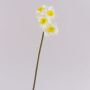 Artificial daffodil SEPUNY, white-yellow, 40 cm, Ø6 cm